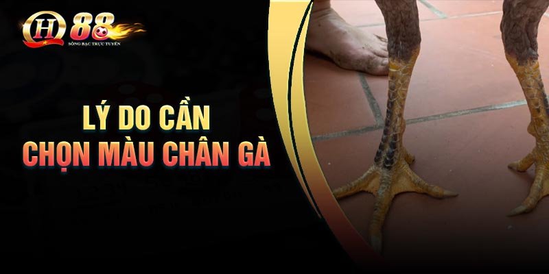 Những lưu ý khi chọn màu chân gà đá