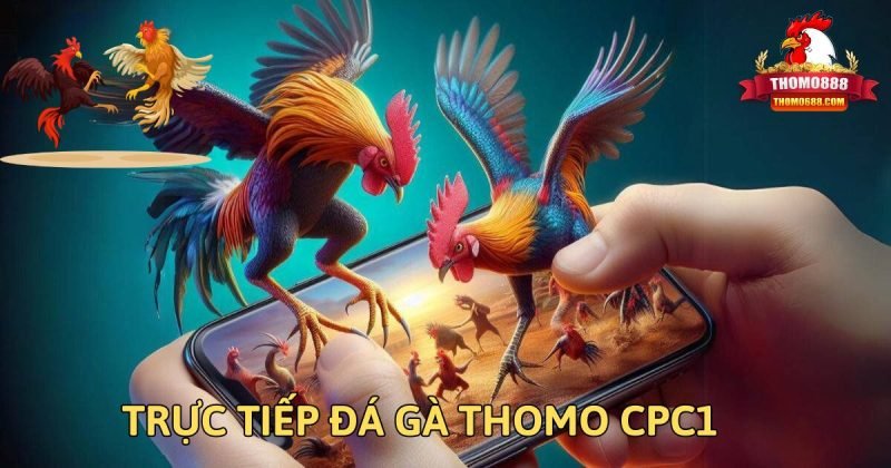 Tìm hiểu đá gà trực tiếp là gì?